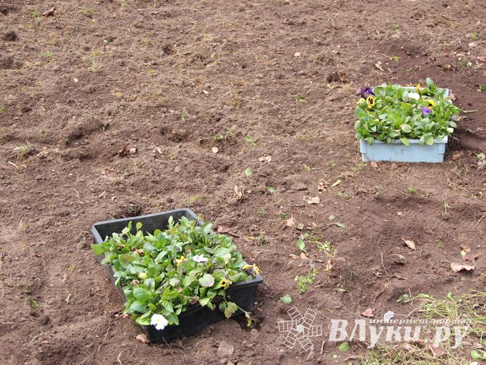 Виолы первыми появились на клумбах Великих Лук (ФОТО)