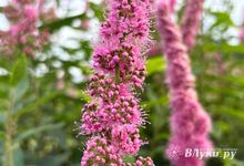 Прогноз погоды на 25 июля в Великих Луках