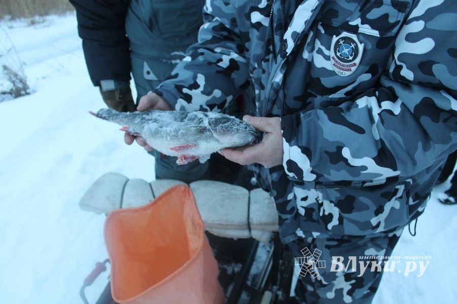 112 правонарушений выявлено сотрудниками рыбоохраны в Псковской области за три месяца