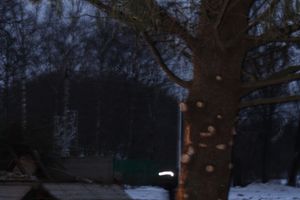 В Великие Луки приехала главная новогодняя ель (ФОТО)