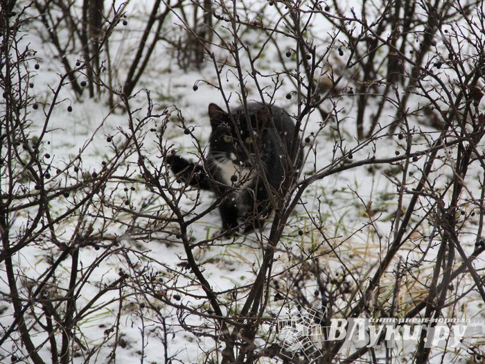 Зима. Начало