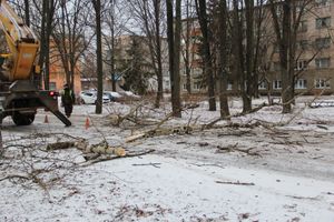 На проспекте Гагарина идет формовка деревьев (ФОТО)