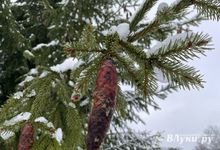 Прогноз погоды в Великих Луках на 13 января