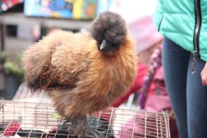 Ярмарка «Осень-2017» (ФОТО)