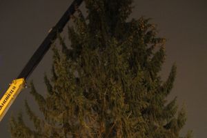 В Великих Луках установили новогоднюю елку (фото)