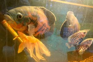 «Zooбастики»: подарите праздник своим любимцам! (ФОТО+ВИДЕО)