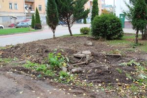 Куда исчезли пихты у Свято-Вознесенского собора в Великих Луках