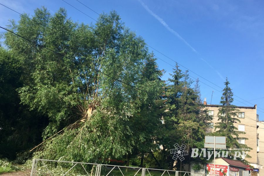 Ливень и гроза повалили деревья в Великих Луках (ФОТО)