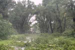 Весь ужас вчерашнего урагана в Великих Луках и районе (ФОТО, ВИДЕО)
