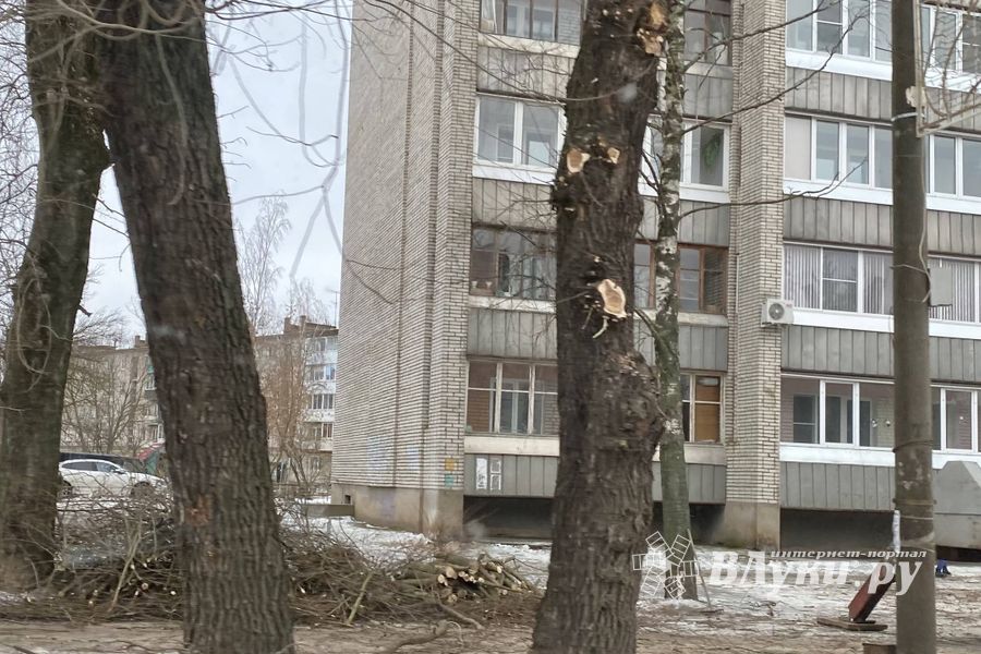 В Великих Луках ведут формовку деревьев (ФОТО)