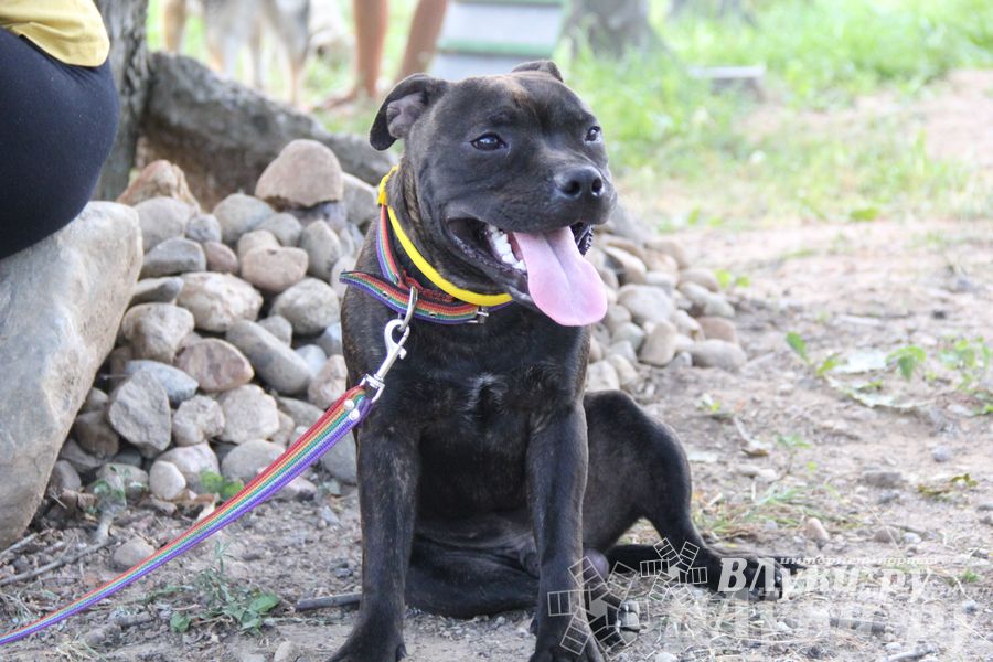 День открытых дверей на спортивно-дрессировочной площадке