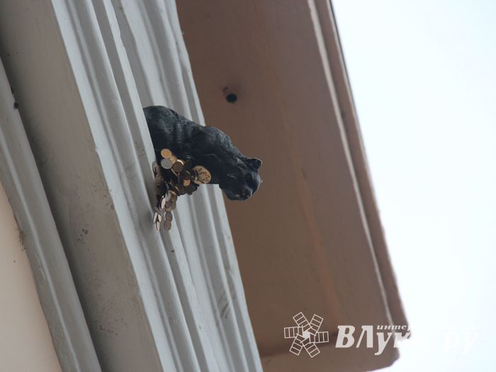 В Великих Луках появился чёрный кот (ФОТО)