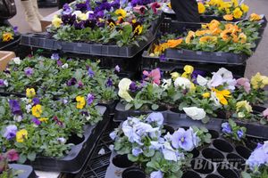 Универсальная торговая ярмарка «Весна-2015» прошла в Великих Луках (фото)