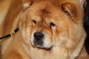 Всероссийская выставка собак в Великих Луках (фото)