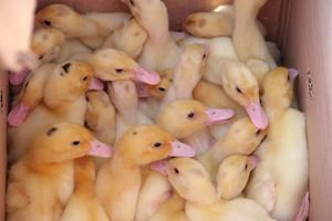 СТЦ «СтройСам» порадовал великолучан на универсальной ярмарке «Весна-2018» (ФОТО)