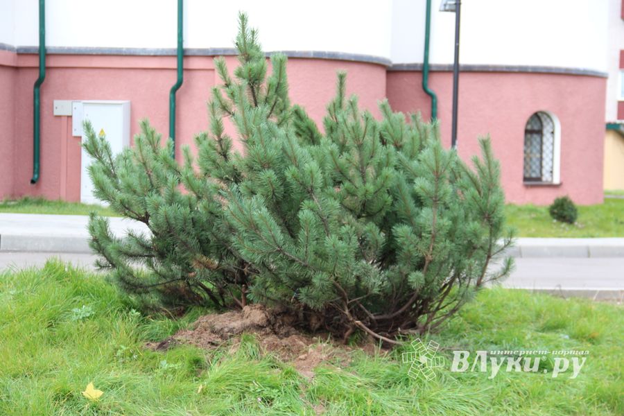 Куда исчезли пихты у Свято-Вознесенского собора в Великих Луках