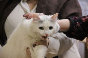 В Великих Луках прошла выставка кошек (фото)