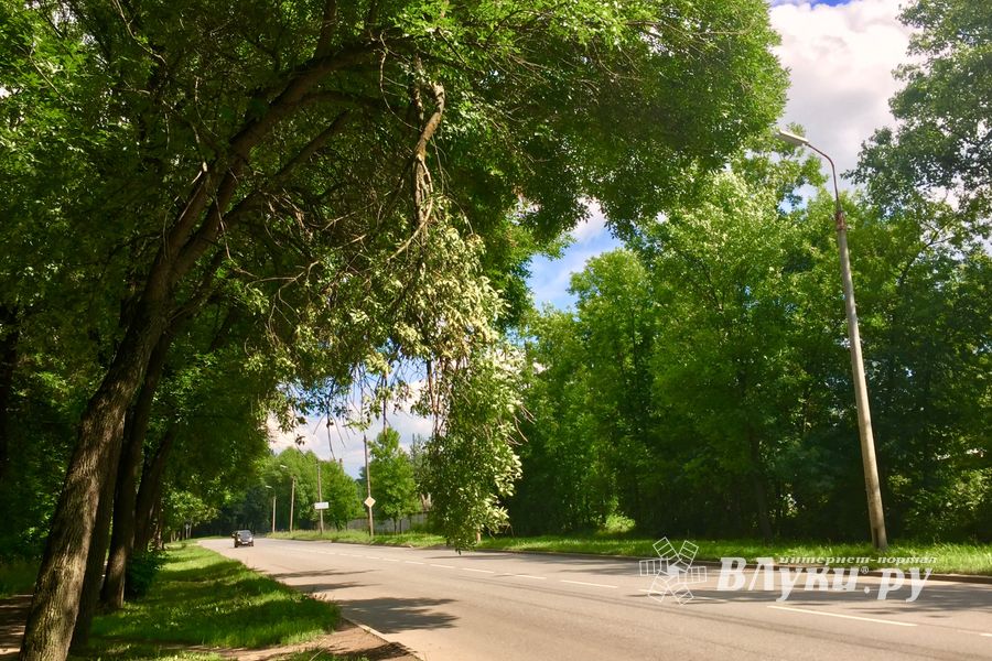 Ветка на проспекте Гагарина клонится в сторону неизбежности... (ФОТО)