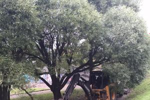 В центрального городском парке Великих Лук продолжаются ремонтные работы (фото)