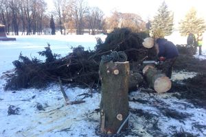 Главная ёлка города попрощалась с великолучанами (ФОТО)