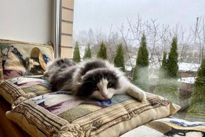 © ВЛуки.ру