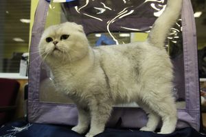 В Великих Луках прошла выставка кошек (фото)