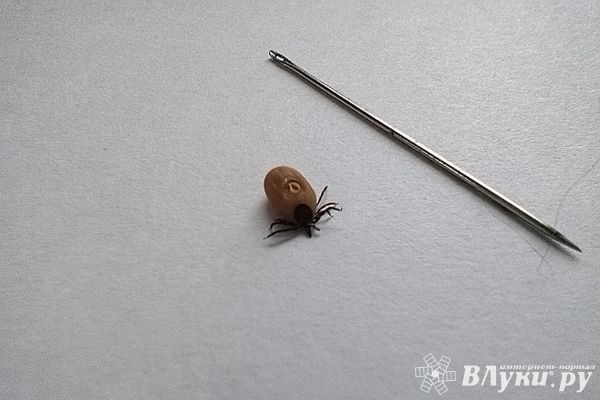 Энцефалитный клещ укусил ребёнка в Псковской области