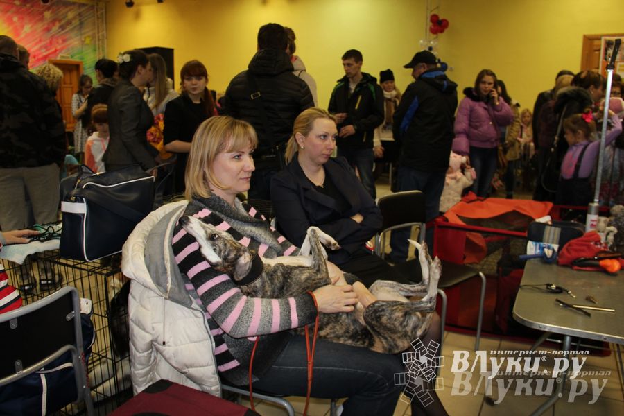 Всероссийская выставка собак в Великих Луках (фото)