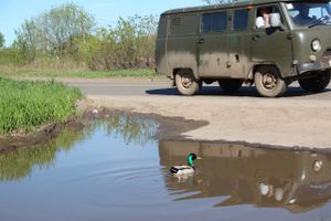 Фотофакт: селезню приглянулась лужа на дороге