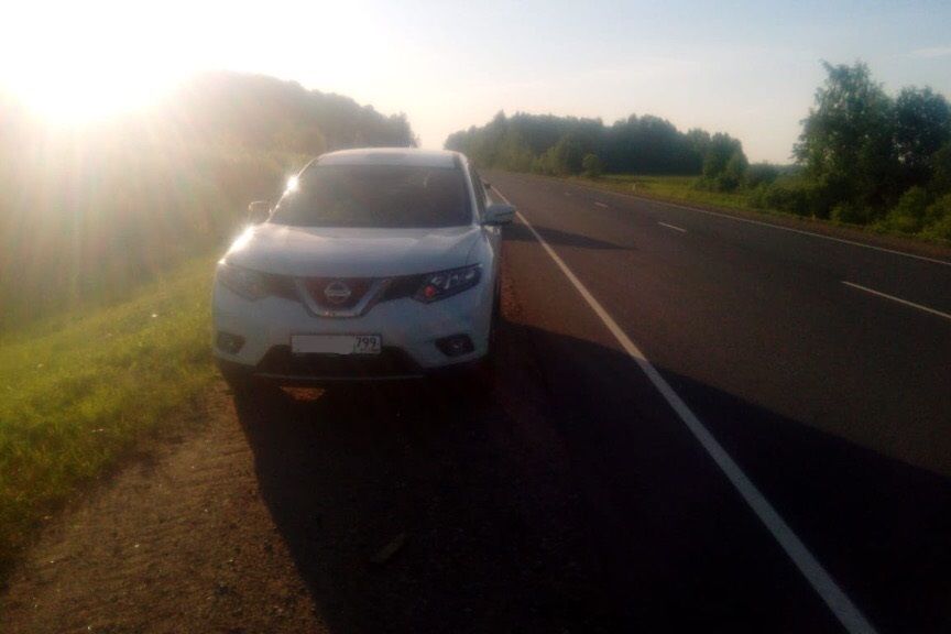 ДТП под Куньей – лось выскочил на машину (ФОТО)