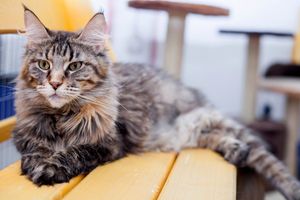 В Великих Луках пройдет контактная зоовыставка — время гладить котиков! (ФОТО)