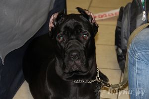 Всероссийская выставка собак в Великих Луках (фото)