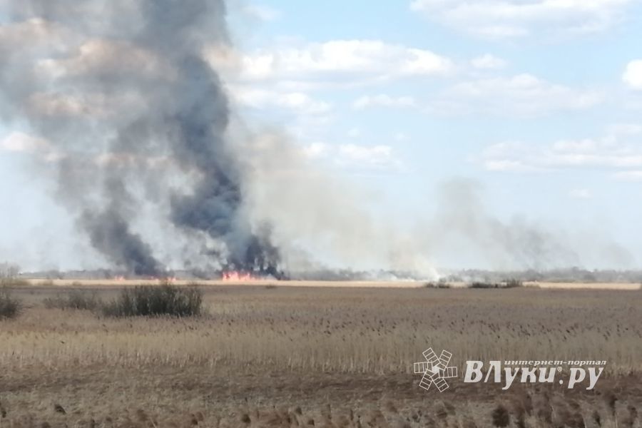 В Великих Луках вновь жгут траву (ФОТО)