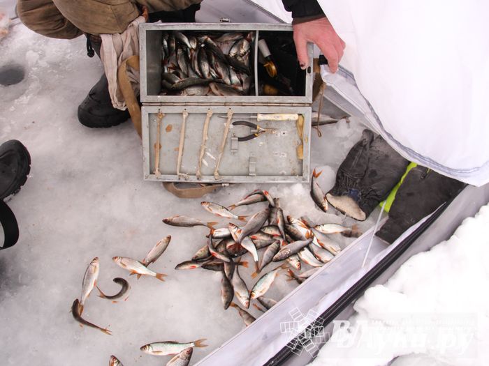 Подведены итоги Открытого чемпионата Великих Лук по рыболовному спорту (фото)