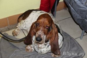 Всероссийская выставка собак в Великих Луках (фото)