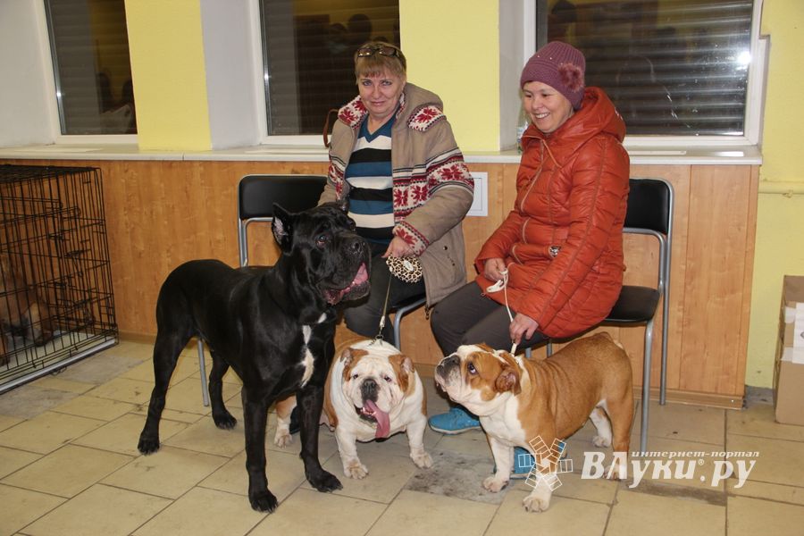 Всероссийская выставка собак в Великих Луках (фото)