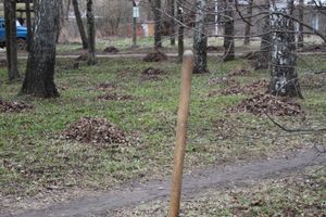 Городские СМИ провели субботник (ФОТО)