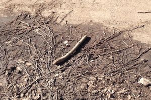 Снег ушел, пыль и грязь вернулись (фото)