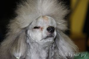 Всероссийская выставка собак в Великих Луках (фото)