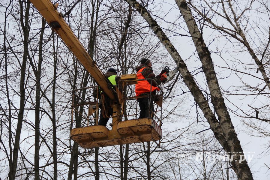 На проспекте Гагарина идет формовка деревьев (ФОТО)