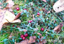 С 10 сентября в пределах охранной зоны Полистовского заповедника можно собирать клюкву