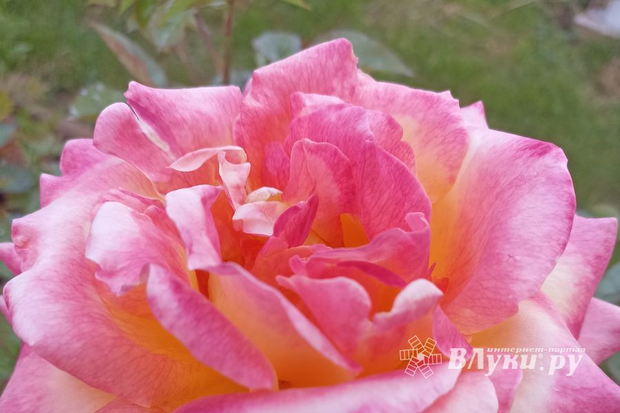 © ВЛуки.ру