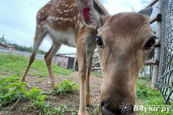 В Псковской области определили количество животных, которое могут добыть охотники