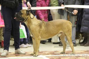 Всероссийская выставка собак «Великие Луки — 2014»