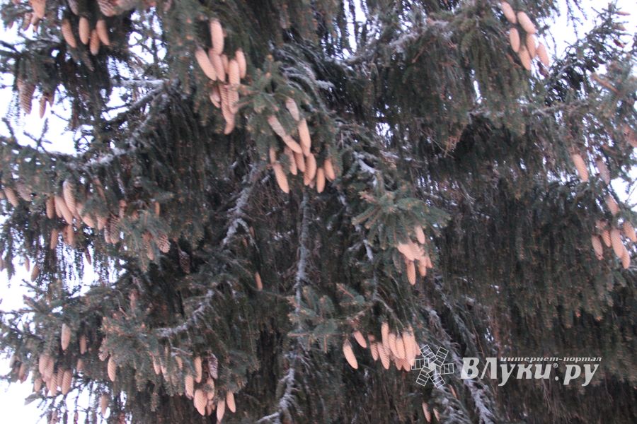 Новогодняя ёлочка приехала наконец в Великие Луки (ФОТО)