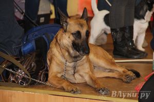 Всероссийская выставка собак в Великих Луках (фото)