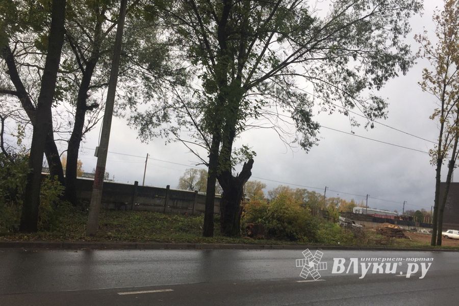 В Великих Луках, почти в центре города, более двух месяцев лежало поваленное дерево (ФОТО)