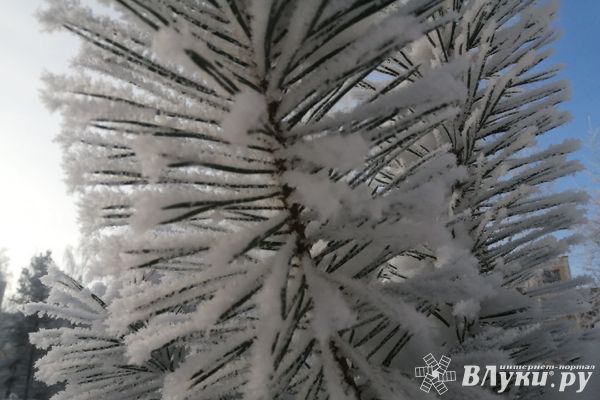 В Великих Луках пройдут ярмарки по продаже ёлок к Новому году