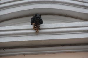 В Великих Луках появился чёрный кот (ФОТО)