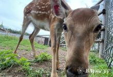 В Псковской области определили количество животных, которое могут добыть охотники